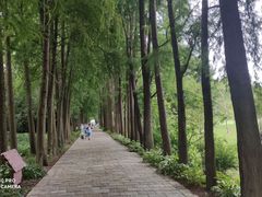 -上海滨江森林公园