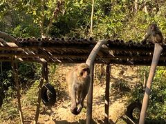 -西双版纳原始森林公园