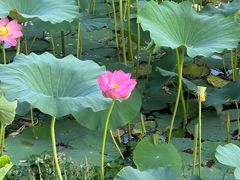 -长春市南湖公园