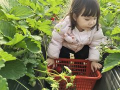 -喜杨洋草莓采摘园