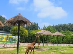 -北京野生动物园