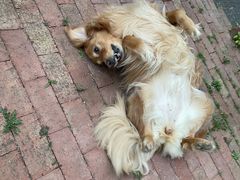 -小叮当动物医院·骨科·眼科