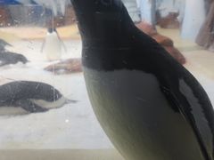 -海合安武汉极地海洋公园