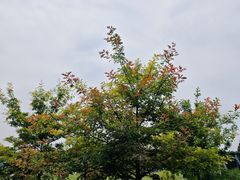 -上海滨江森林公园