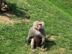 -西霞口神雕山野生动物世界