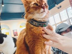 -猫小院猫主题餐厅(南锣旗舰店)