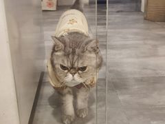 -楼上猫咖(罗湖店)