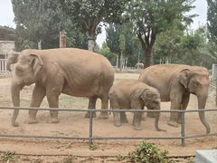 -石家庄市动物园