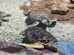 -杭州长乔极地海洋公园
