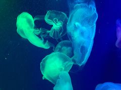 -成都浩海立方海洋公园