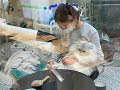 -momokira米努特·德文卷毛猫·棉花面纱犬