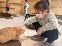 -飞行喵MR PILOT|猫舍·猫咖(静安大融城店)