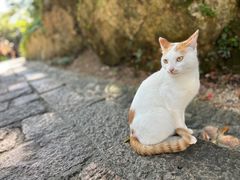 -普陀山风景区-佛顶山