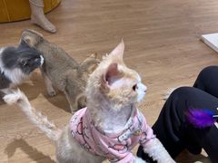 -1013 PET SHOP精品宠物商店(丁香店)