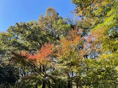 -九曜山