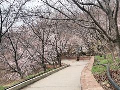 -樱花山风景区