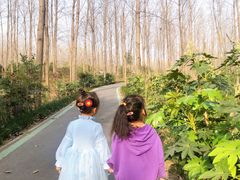 -合肥滨湖国家森林公园