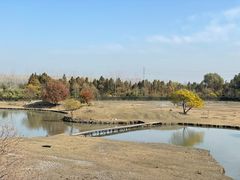 -溱湖国家湿地公园