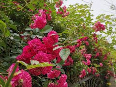 -八大山人梅湖景区