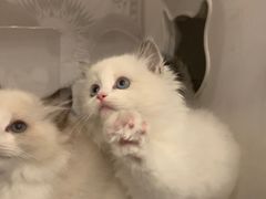 -喵zoo家庭繁育猫舍(尖东智能花园店)