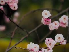 -国家植物园