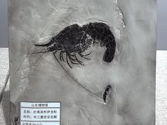 -烟台市博物馆