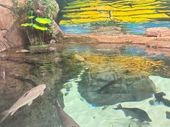 -上海海洋水族馆