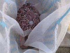 -北海金海湾红树林生态旅游区