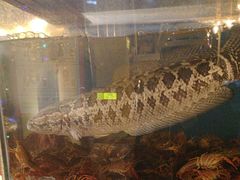 -小俩口烧烤东北菜(双井店)