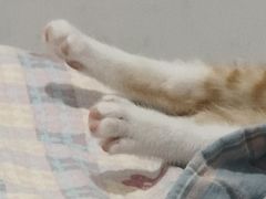 -瑞派伍一宠物医院·眼科·骨科·猫科转诊中心(马王堆院)