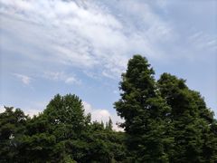 -张醪糟