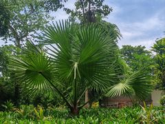 -中国科学院西双版纳热带植物园