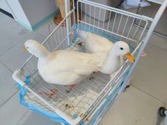 -怪兽屋·羊驼·猫咖·狗咖(俊华广场店)