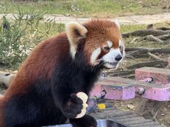 -灵玲国际马戏城
