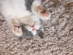 -猫大福·Fortune Cat猫舍(百子湾店)