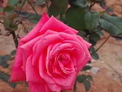 -松山湖梦幻百花洲