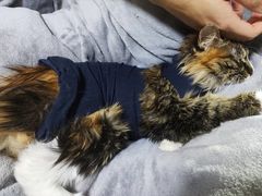 -瑞派长江宠物医院·猫科·外科·24小时夜护(谊城公寓分院)