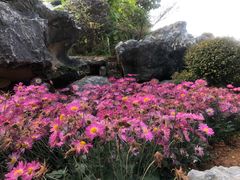 -东莞植物园