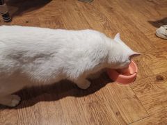 -猫小院猫主题餐厅(三里屯店)