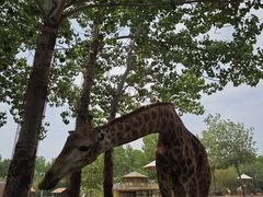 -大连森林动物园