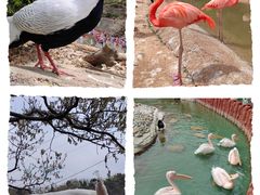 -大连老虎滩海洋公园