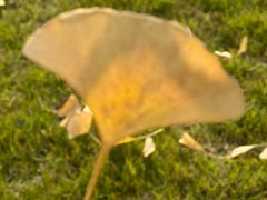 -重庆市江北嘴中央商务区中央公园