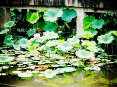 -沐仙湖湿地公园