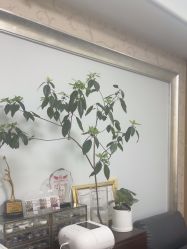 -阿噶西美甲美睫