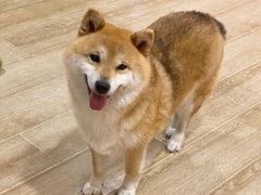 -南京Hallo宠物乐园·哈罗犬舍·柴犬繁育基地