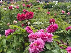 -曹州牡丹园