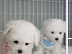 -翊宠yipet猫狗购宠庄园犬舍•猫舍