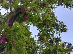 -北京西山国家森林公园