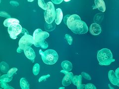 -江和美海洋公园