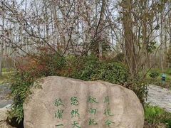 -合肥滨湖国家森林公园